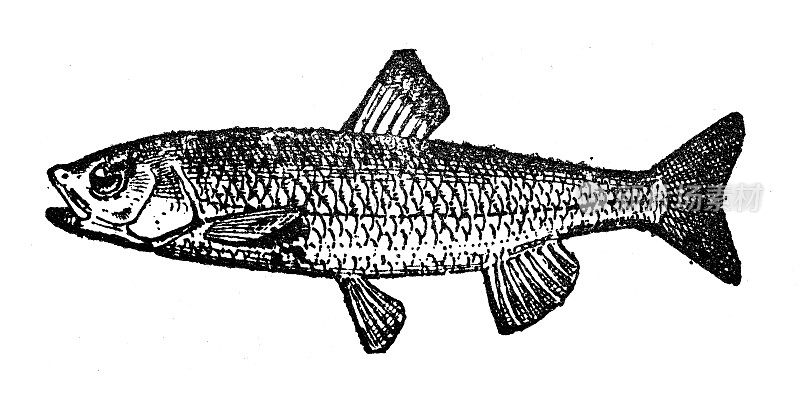 仿古插画:白色吸盘(Catostomus commersonii)